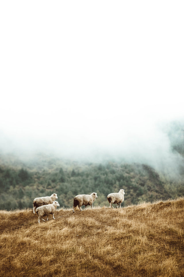 What's So Special About Merino Wool?